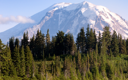 A forest in front of a mountain.